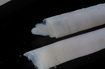 Media type: image;   Malacology 393903